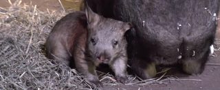 Copertina di Wombat, nato un cucciolo del rarissimo animale al Brookfiled Zoo di Chicago. Solo 9 negli Usa