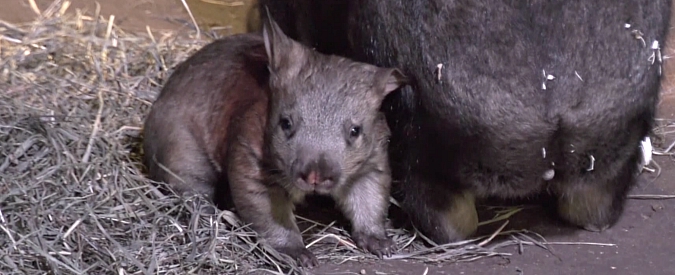 Copertina di Wombat, nato un cucciolo del rarissimo animale al Brookfiled Zoo di Chicago. Solo 9 negli Usa