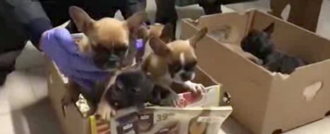 Copertina di Reggio Emilia, 24 cuccioli di maltese chiusi nei cartoni senza cibo né acqua. Denunciato trafficante di cani