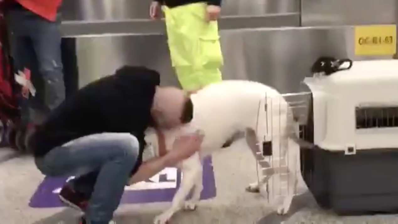 Copertina di Torna a casa, Iceberg! Sequestrato in Danimarca, il Dogo rischiava l’abbattimento: l’abbraccio col padrone a Fiumicino