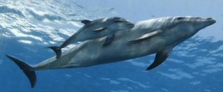 Copertina di Delfini, il corteggiamento quasi umano dei mammiferi: regali e serenate