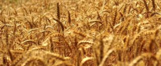 Copertina di Ecco il grano duro resistente alle alte temperature, l’invenzione è italiana