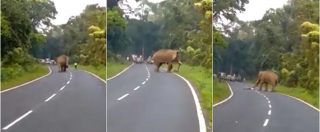 Copertina di Selfie mortale, l’elefante attacca l’uomo e lo afferra con la proboscide. Tragedia in un distretto del Bengala