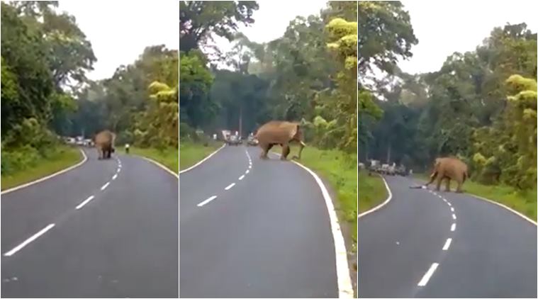 Copertina di Selfie mortale, l’elefante attacca l’uomo e lo afferra con la proboscide. Tragedia in un distretto del Bengala