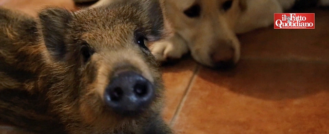 Copertina di Chicco e Nathan, storia di un cinghiale e del Labrador che l’ha adottato. “Era orfano, l’ha portato a casa”