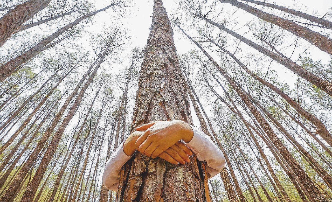 Copertina di Eravamo io, gli alberi e un libro da vendere