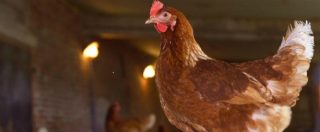 Copertina di Influenza aviaria, colpiti due allevamenti nell’Astigiano: istituite zone di protezione