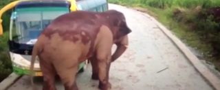 Copertina di Elefante attacca l’autobus in panne. L’autista riprende dall’interno le testate del pachiderma, e il mezzo si sposta