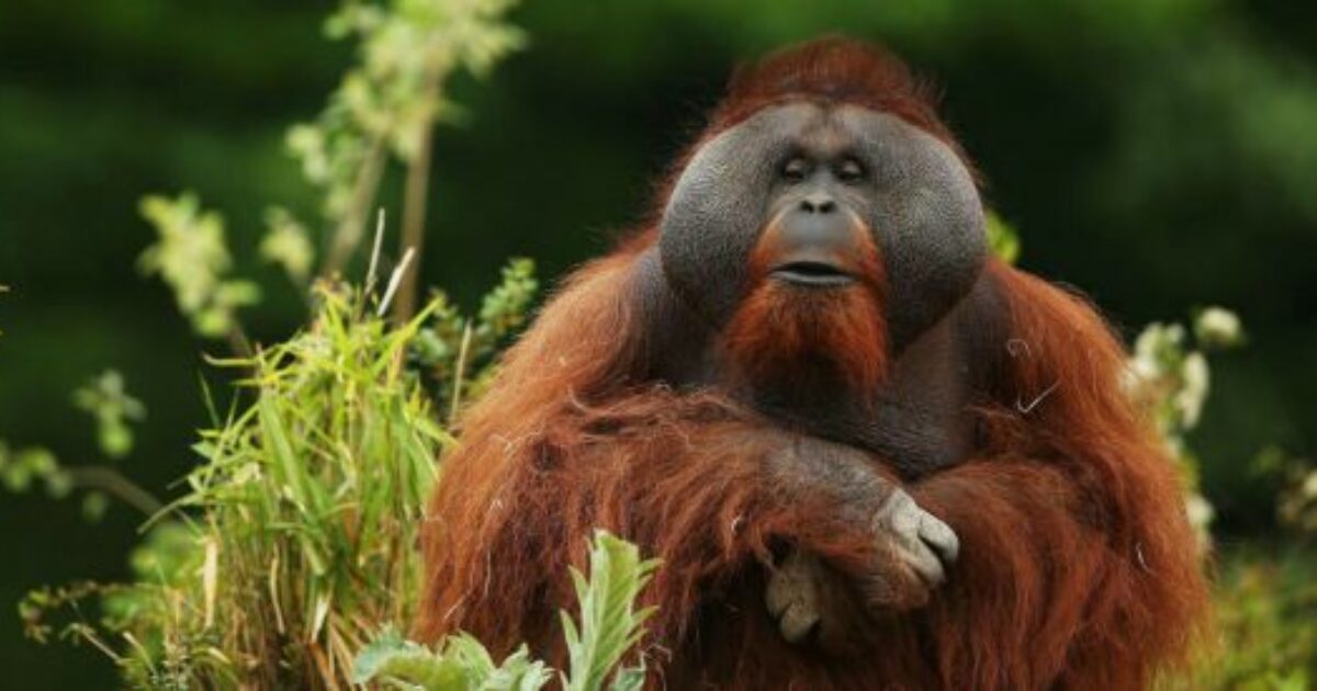 “Non si vedono più oranghi, non sappiamo se sono scappati o se sono morti a causa delle frane e delle alluvioni. Questa specie rischia di sparire del tutto”: l’allarme dei ranger