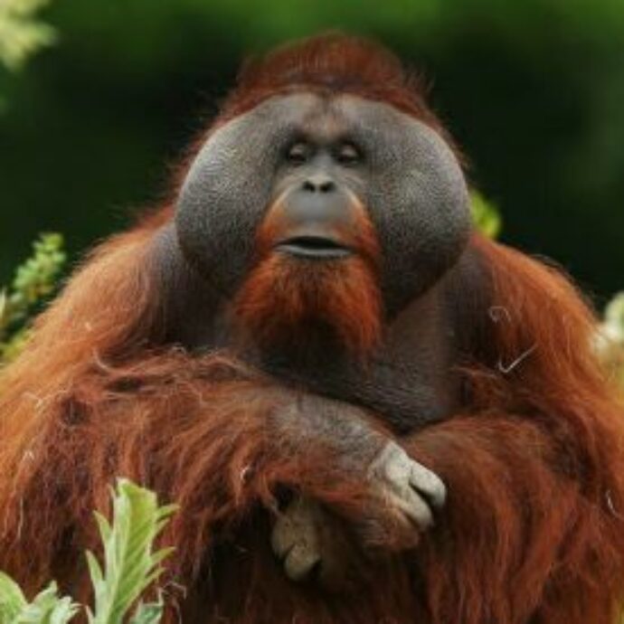 “Non si vedono più oranghi, non sappiamo se sono scappati o se sono morti a causa delle frane e delle alluvioni. Questa specie rischia di sparire del tutto”: l’allarme dei ranger