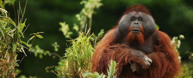 non si vedono pi249 oranghi non sappiamo se sono scappati o se sono morti a causa delle frane e delle alluvioni questa specie rischia di sparire del tutto l8217allarme dei ranger