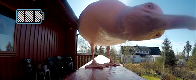 Copertina di Ladro di un gabbiano, la GoPro finisce nel suo becco. Ma non smette di registrare: il drone è alato