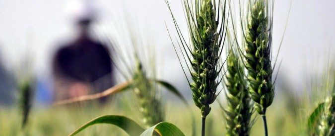 Il cibo bio riduce i pesticidi nel corpo. Mangiare senza compromettere la salute è possibile