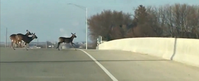 Copertina di Il salto nel vuoto dei cervi. Mandria in autostrada, il panico li spinge a lanciarsi giù dal ponte