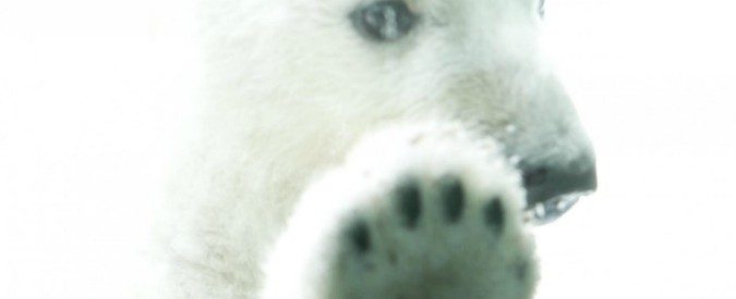 L’immagine dell’orso polare pelle e ossa non aiuta la causa ambientalista