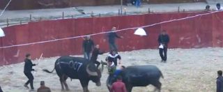 Copertina di Schiacciato tra due bufali nell’arena, la disavventura di un addestratore… di bufali