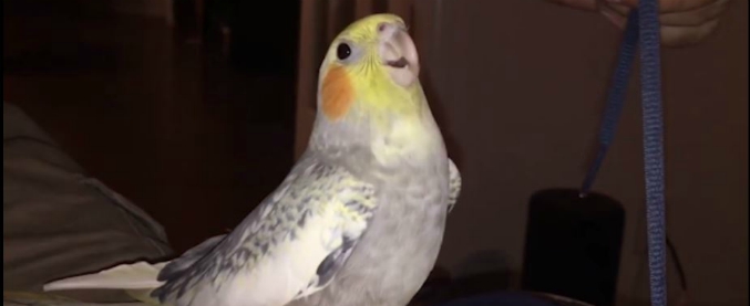 Copertina di Il pappagallo è un fenomeno: riproduce alla perfezione la suoneria dello smartphone. Ascoltare per credere