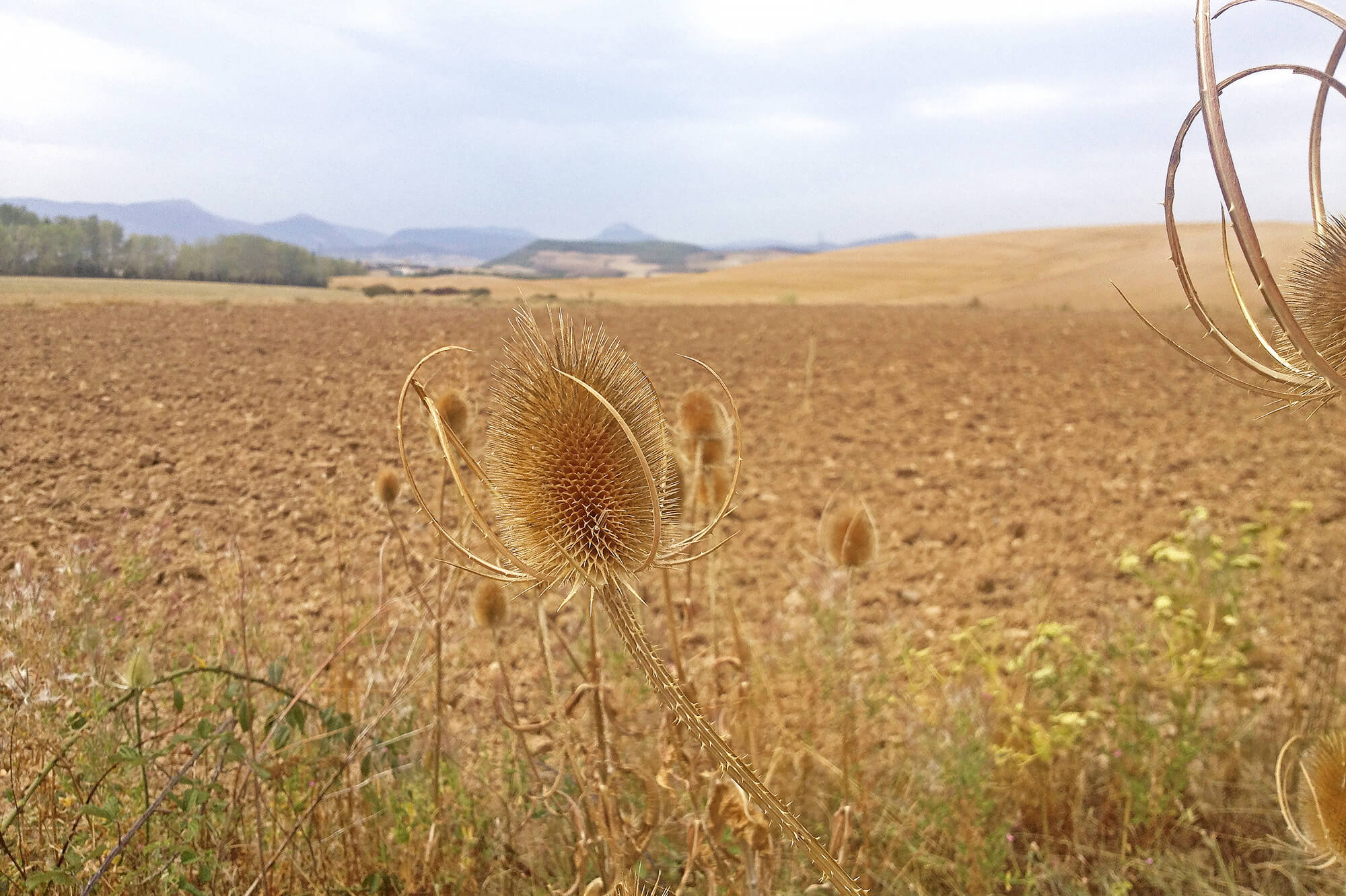 Carrión de los Condes