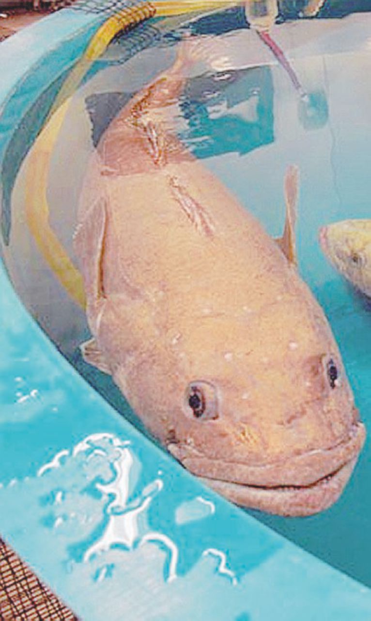 Un acquario per studiare il pesce-ghiaccio Un acquario per studiare il pesce-ghiaccio