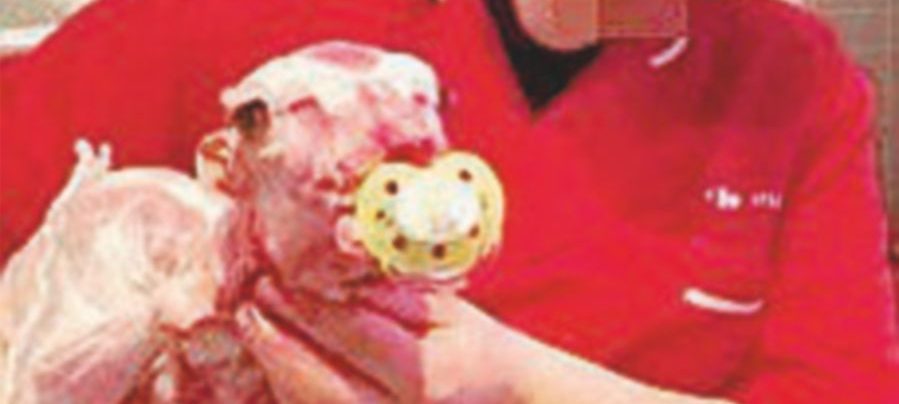 Selfie con l’agnello morto, la rivolta animalista sui social Selfie con l’agnello morto, la rivolta animalista sui social