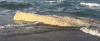Copertina di Sardegna, la balena di Platamona ancora sulla spiaggia da novembre. La burocrazia non ha permesso di spostarla