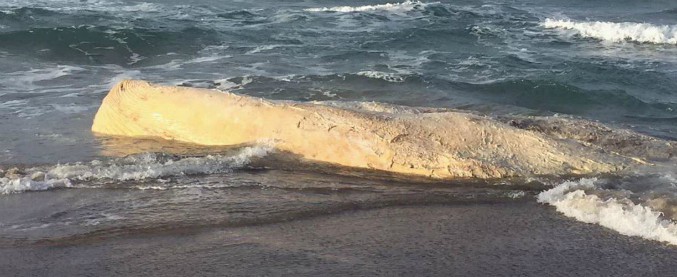 Sardegna, la balena di Platamona ancora sulla spiaggia da novembre. La burocrazia non ha permesso di spostarla