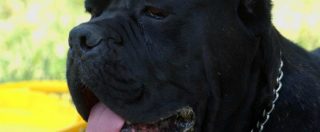 Copertina di Siracusa, corriere aggredito da tre cani muore durante una consegna. Forse un attacco di cuore