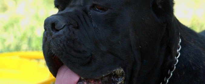 Siracusa, corriere aggredito da tre cani muore durante una consegna. Forse un attacco di cuore