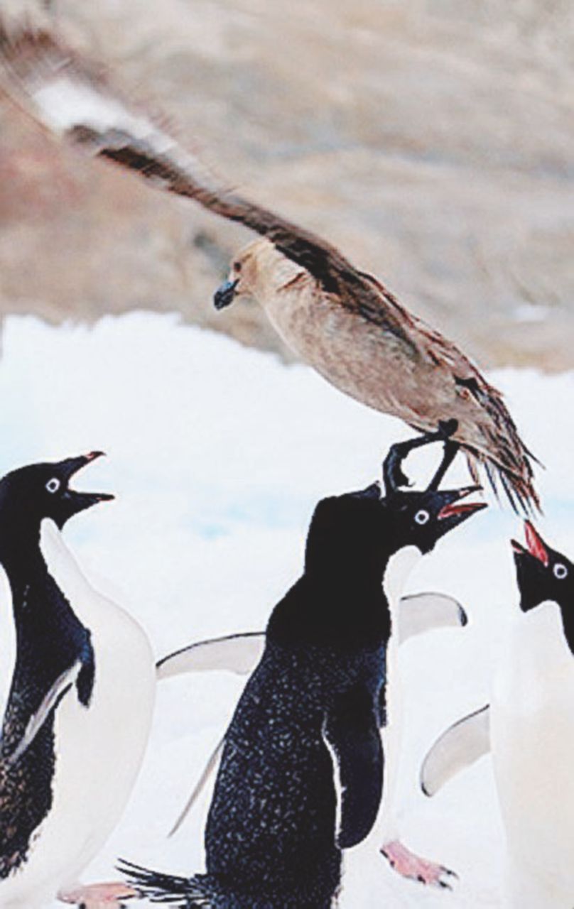 L’attacco dello skua, uccello-killer dei ghiacci