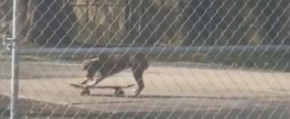 Copertina di Se lo skater è un cane, l’esilarante video girato dal poliziotto che resta sbalordito