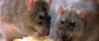 Copertina di Peste, uno studio scagiona i topi e “scopre” i veri colpevoli delle epidemie