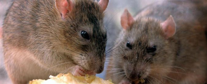 Peste, uno studio scagiona i topi e “scopre” i veri colpevoli delle epidemie