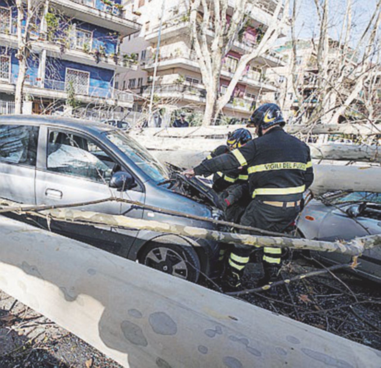 Uno degli alberi caduti a Roma Calabria, il vento fa un morto e oggi a Cosenza scuole chiuse. A Roma cadono quattro alberi