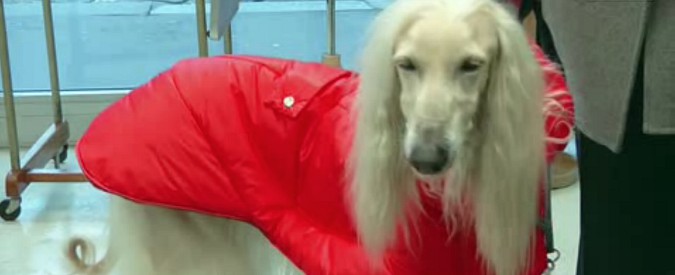 Copertina di Dog a porter, l’atelier per cani fashion. L’idea di una sartoria milanese che confeziona abiti bestiali