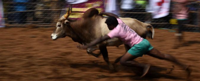 Copertina di India, dove si muore ancora infilzati dai tori nella Jallikattu