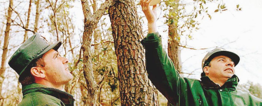 Due agenti con le vecchie divise del Corpo forestale dello Stato - Ansa Abolire i Forestali non fa risparmiare: lo dice il governo