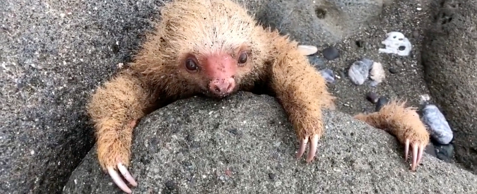 Copertina di Il pianto del cucciolo di bradipo, orfano e vittima della tempesta. La dolcezza dell’uomo che lo salva: “Tu, cosa preziosa…”