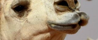 Copertina di Arabia Saudita, 12 cammelli squalificati dal concorso di bellezza per iniezioni di botox