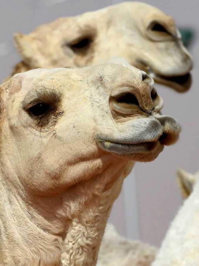Copertina di Arabia Saudita, 12 cammelli squalificati dal concorso di bellezza per iniezioni di botox