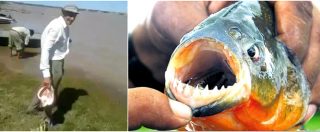 Copertina di Piranha, quest’uomo scatena la ferocia a un metro dalla riva. In Argentina aumentano le “palometas”