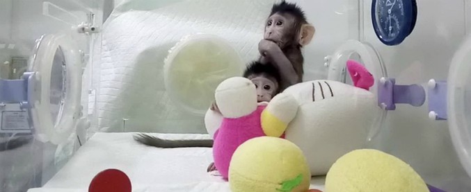 Cina, le prime due scimmie clonate come pecora Dolly. “Geneticamente omogenei”. Vaticano: “Minaccia per futuro uomo”
