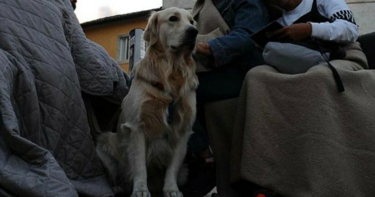 “Cani, gatti, e persino una gallina: in quella casa c’erano 80 animali che vivevano tra feci e sporcizia”: l’orrore raccontato dalla polizia