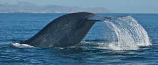 Copertina di Caccia alle balene, il Giappone dice addio alla Commissione internazionale e riprende le catture a scopo commerciale