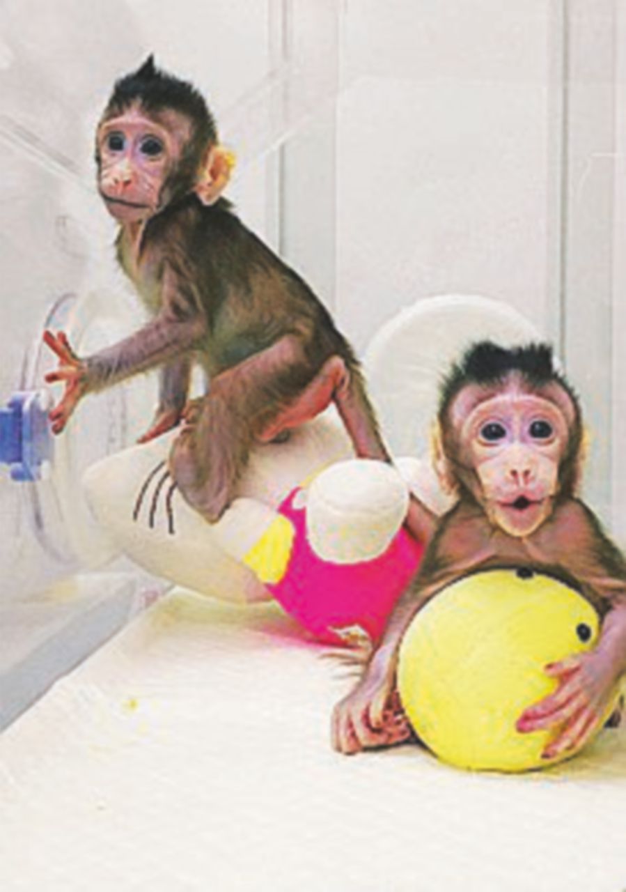 Dieselgate, gas testati su scimmie da Bmw, Volkswagen e Daimler