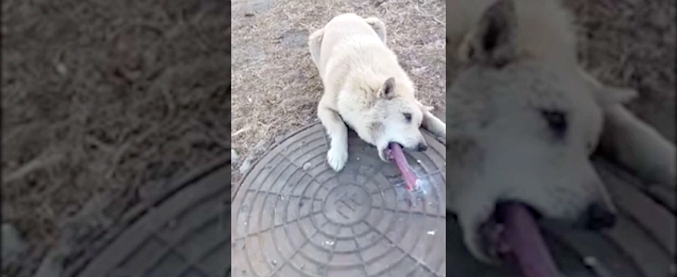 Copertina di L’uomo è il migliore amico del cane, se il cane lascia la lingua sul tombino per il freddo. Il salvataggio
