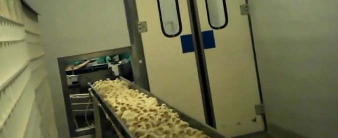Copertina di “Pulcini maltrattati e tritati vivi”. Dentro l’incubatoio dove nascono i polli da carne: la videoinchiesta di Essere animali