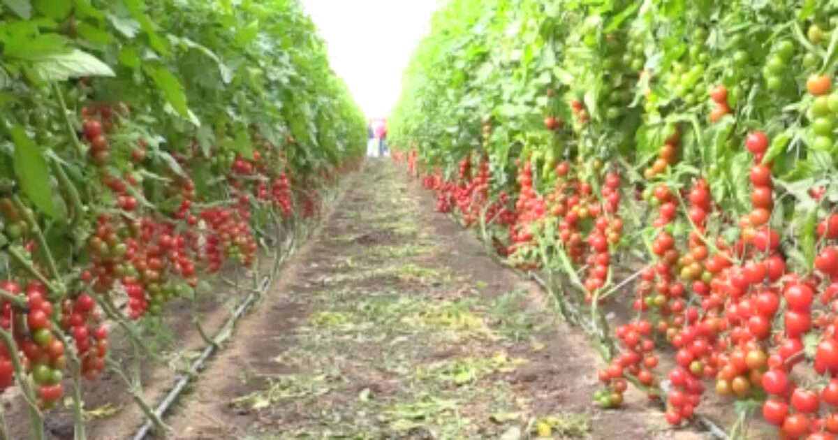 anche a pachino 232 pi249 protetto il pomodoro igp che i diritti dei lavoratori migranti da Ilfattoquotidiano.it anche a pachino 232 pi249 protetto il pomodoro igp che i diritti dei lavoratori migranti