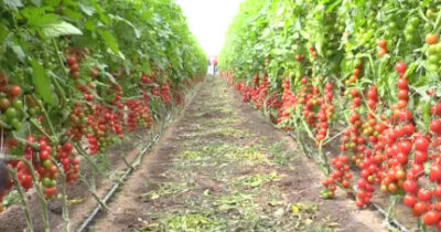 Copertina di Il pomodoro di Pachino schiacciato dai trattati Ue. Gli agricoltori: “Raccoglierlo non conviene. La politica ci prende per i fondelli”