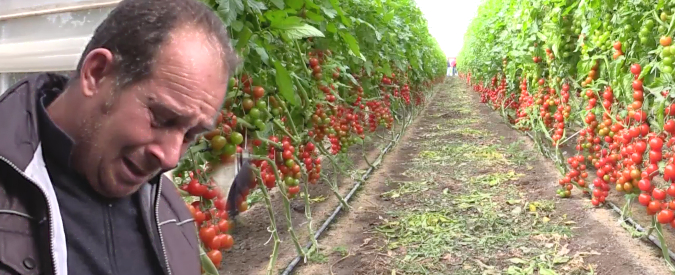 Copertina di Il pomodoro di Pachino schiacciato dai trattati Ue. Gli agricoltori: “Raccoglierlo non conviene. La politica ci prende per i fondelli”