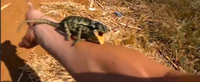 Copertina di Anche i camaleonti, nel loro piccolo… Il turista russo ne fa arrampicare uno sul braccio, ma si pente di brutto